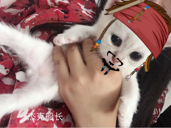 家养猫咪喂养的注意事项，我们一起学猫叫