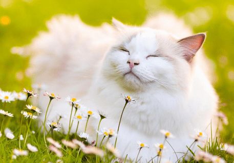 猫咪一天喂几次?四点喂养注意事项
