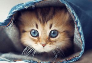猫咪一天喂几次?四点喂养注意事项