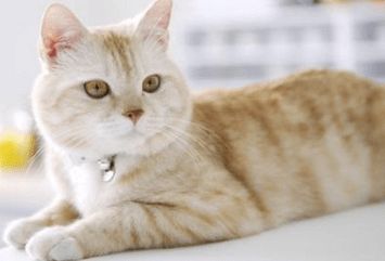 猫咪一天喂几次?四点喂养注意事项