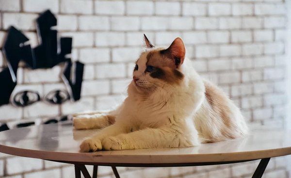 家养小猫注意哪些事项