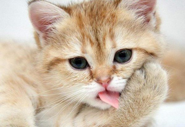 养猫需要注意哪些问题