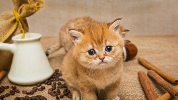 养猫需要注意哪些问题