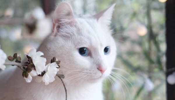 养猫需要注意哪些问题