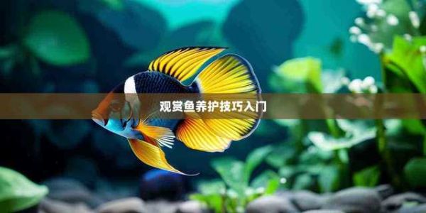 观赏鱼养护技巧入门