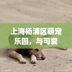 上海杨浦区萌宠乐园，与可爱宠物共度美好时光