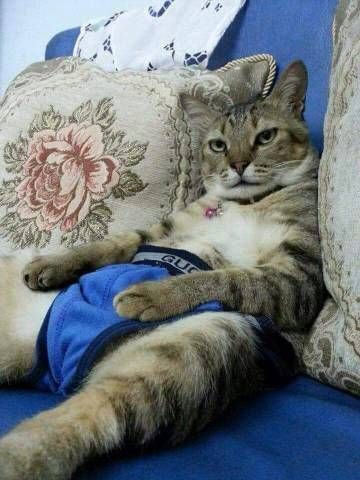 猫咪萌宠游乐园