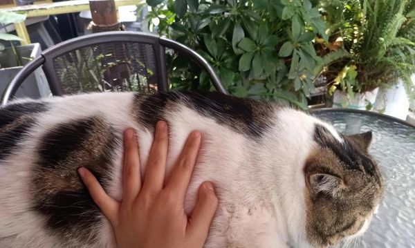 与小猫咪相处的秘诀（宠物爱好者必备的技巧）