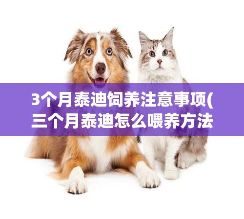 3个月泰迪饲养注意事项(三个月泰迪怎么喂养方法)✅ 