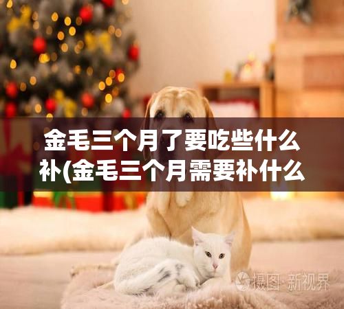 金毛三个月了要吃些什么补(金毛三个月需要补什么东西)