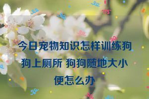 今日宠物知识怎样训练狗狗上厕所 狗狗随地大小便怎么办