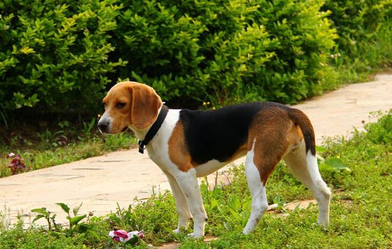 狗狗喂食标准 1至6周的田野小猎犬的饲养方法