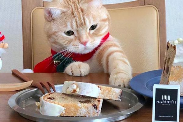 猫猫有身菜谱
