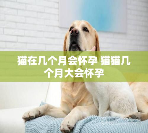 猫在几个月会怀孕 猫猫几个月大会怀孕