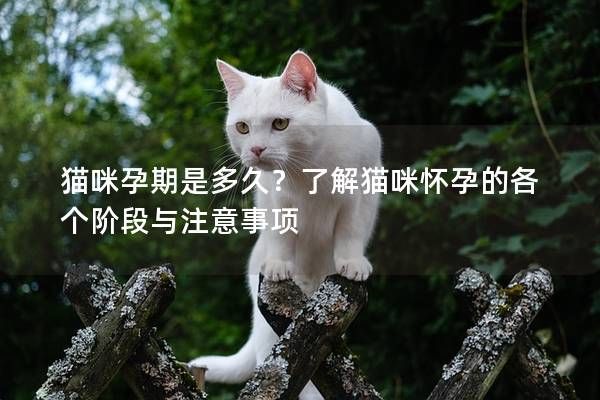 猫咪孕期是多久？了解猫咪怀孕的各个阶段与注意事项