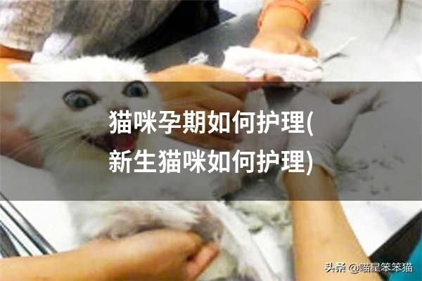 猫咪孕期如何护理(新生猫咪如何护理)