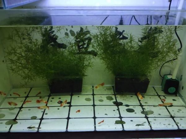 保持鱼缸水质养什么鱼：鱼缸水质管理以保持方法 鱼缸百科 第3张