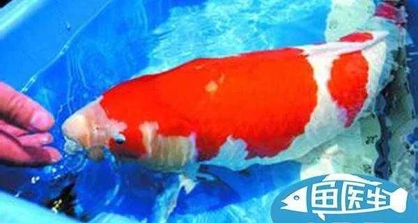 宠物鱼怎么养好皮肤