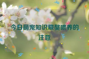 今日萌宠知识藏獒喂养的注意