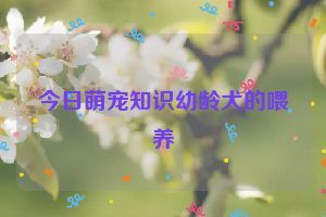今日萌宠知识幼龄犬的喂养