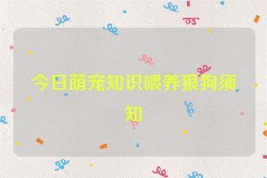 今日萌宠知识喂养狼狗须知