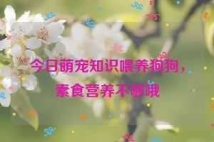 今日萌宠知识喂养狗狗，素食营养不够哦