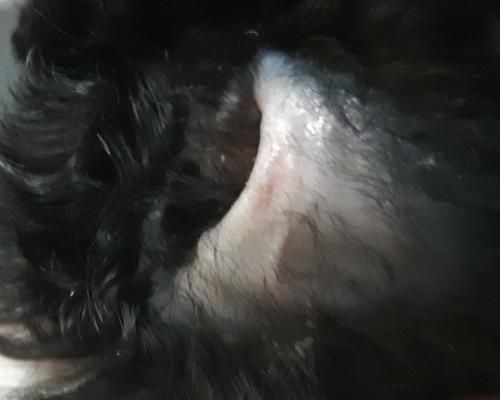 让宠物狗告别掉皮屑，健康生活从头开始！