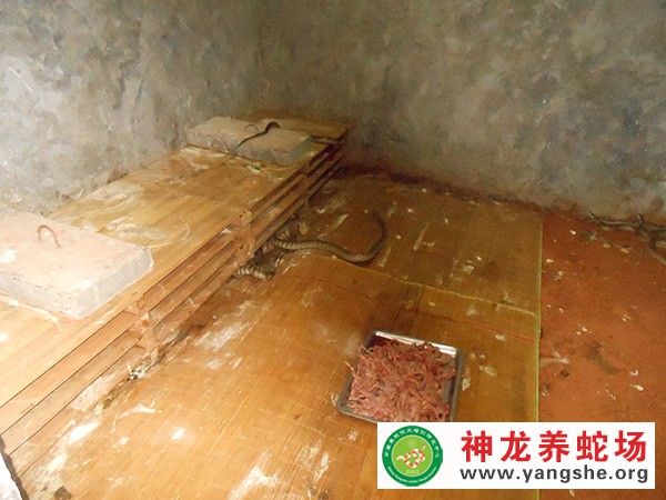 蛇饲料的科学投喂时间、地点和数量