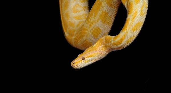 Burmese Python.