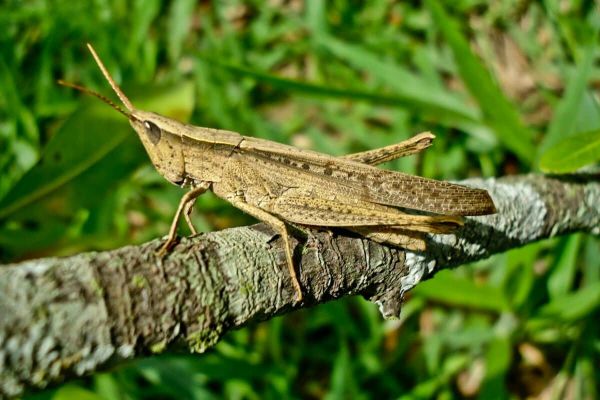 locust vs. grasshopper