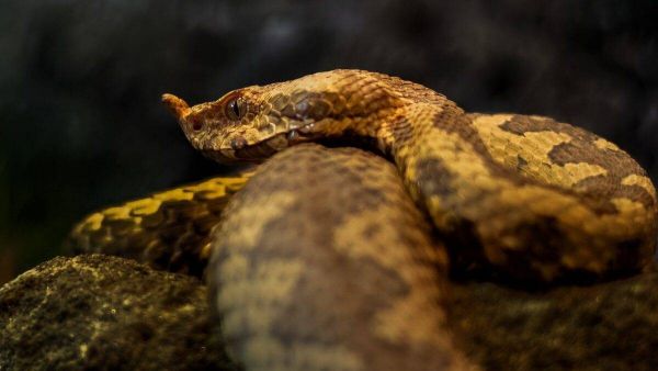 Snakes in dreams: Horned viper