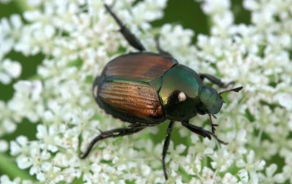 Japanese beetle on flowers