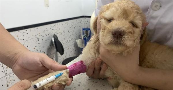 宠物骨折需手术（如何应对宠物骨折）