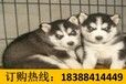 云南昆明嵩明哪里有卖哈士奇犬价格
