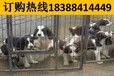 云南曲靖陆良狗场常年出售赛级萨摩耶犬