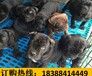 云南文山马关哪些地方狗场卖纯正血统比特犬