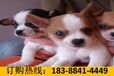 云南楚雄元谋哪些地方在卖顶级哈士奇犬