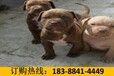 云南临沧双江拉祜族佤族布朗族傣族自治哪里有卖赛级英国斗牛犬