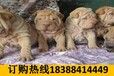 云南红河元阳哪里有卖顶级大丹犬