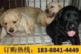云南玉溪元江宠物基地赛级柴犬