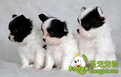 幼犬需要的不同的营养元素