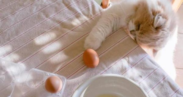 如何为宠物小猫补充营养（宠爱小猫）