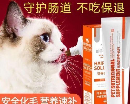 如何为宠物小猫补充营养（宠爱小猫）