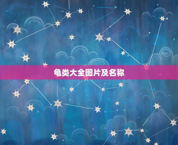 龟类大全图片及名称，中国乌龟种类图片