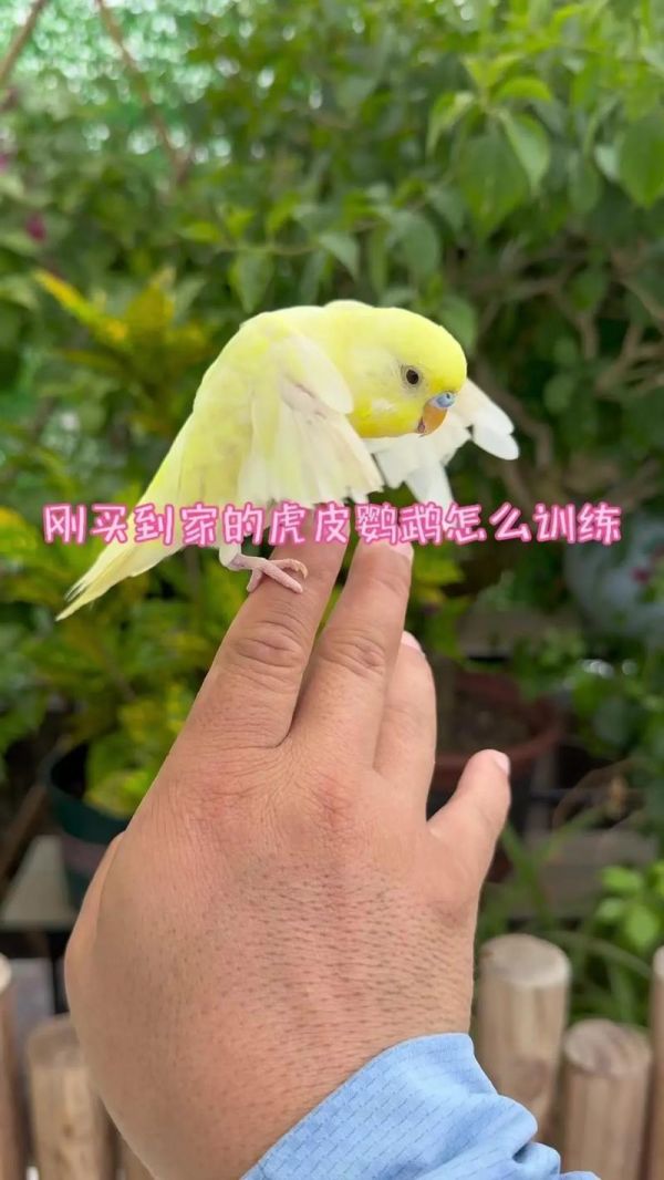 鹦鹉怎么繁殖快