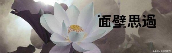 体型大的宠物蜥蜴,世界上最可爱的宠物蜥蜴