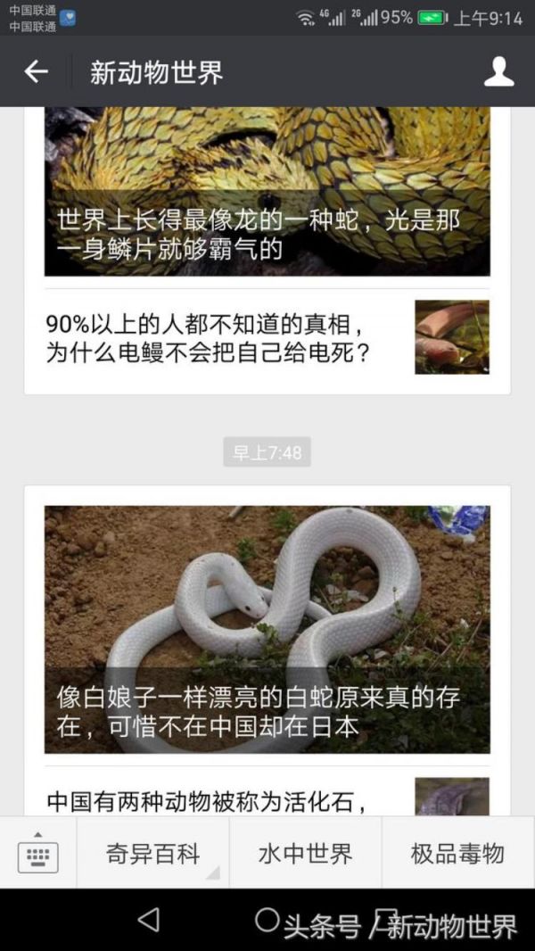 体型大的宠物蜥蜴,世界上最可爱的宠物蜥蜴