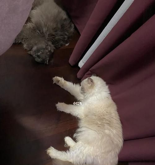 猫咪蹭头行为解析（探究猫咪为何喜欢蹭桌子角及其含义）