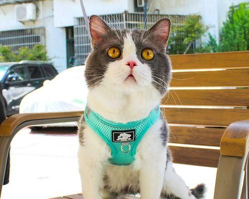猫咪爱抓人（宠物猫咪的抓人行为原因）