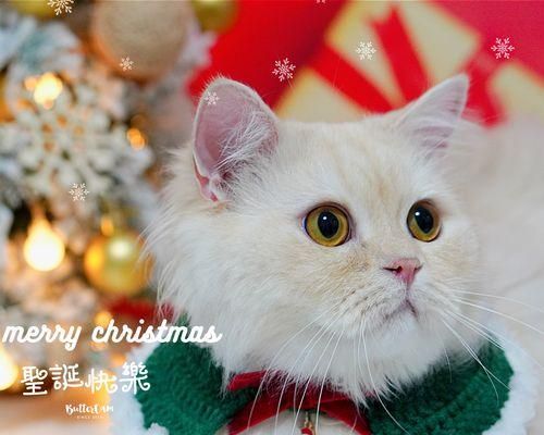 猫咪爱抓人（宠物猫咪的抓人行为原因）